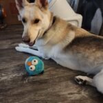 Shark AV2501AE AI Ultra Robot Vacuum with XL HEPA Self-Empty Base – 60-Day Capacity, Smart Mapping, LIDAR Navigation, Alexa Control, Perfect for Pet Hair, Carpet & Hard Floor, Bagless, Black photo review