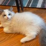 Roborock S8+ Robot Vacuum and Mop Combo, 6000Pa Suction, Sonic Mopping, Auto Mop Lift, Self-Empty Dock, 3D Obstacle Avoidance, Smart App Control, 60-Day Dust Bin, White photo review