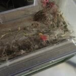 iMartine BR151 Robot Vacuum and Mop Combo – 2-in-1 Slim Robotic Cleaner with 2300Pa Suction, App/Voice/Remote Control, Self-Charging, Quiet Operation for Pet Hair, Hard Floors & Low Pile Carpet photo review