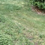 Greenworks 60V Brushless Cordless Push Lawn Mower – 17″ (43 cm) Deck, 4.0 Ah Battery & 3 A Rapid Charger, 40 Min Runtime photo review